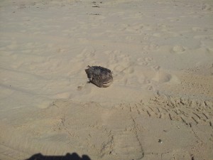 Toter Fisch 2