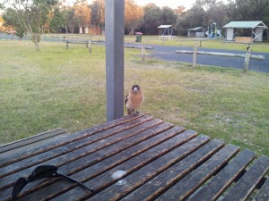 Besuch beim Abendessen