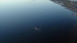 Delphin