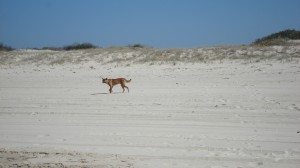 Dingo