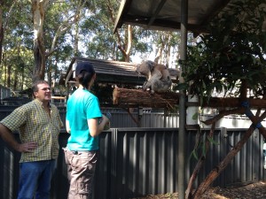 Koala