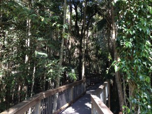 Regenwald im Sea Acres