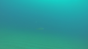 vlcsnap-2015-09-30-22h40m05s237